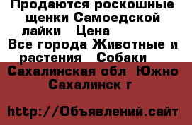 Продаются роскошные щенки Самоедской лайки › Цена ­ 40 000 - Все города Животные и растения » Собаки   . Сахалинская обл.,Южно-Сахалинск г.